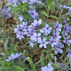 Phlox divaricata 'Chattahoochee' GM P9