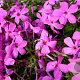 Phlox stolonifera 'Home Fires' GM P9