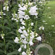 Physostegia virginiana 'Alba' GM P9