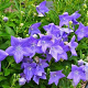 Platycodon grandiflorus 'Mariesii' GM P9