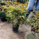 Nandina domestica 30-40 cm 3,0L