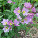 Polemonium caeruleum 'Lambrook Mauve' GM P9