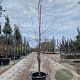 Nothofagus antarctica 200-225 cm 30L