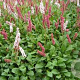 Polygonum affine GM P9