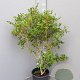 Osmanthus burkwoodii 60-80 cm 10L