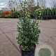 Osmanthus burkwoodii 60-80 cm 10L