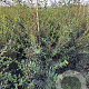 Osmanthus burkwoodii 125-150 cm met kluit