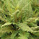 Polystichum setiferum 'Plumoso-densum' GM P9