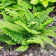 Polystichum setiferum 'Proliferum' GM P9