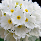 Primula denticulata 'Alba' GM P9