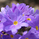Primula denticulata 'Cashmeriana' GM P9