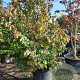 Parrotia persica 300-350 cm container solitair meerstammig