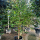 Parrotia persica 400-450 cm container meerstammig