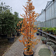 Parrotia persica 'Vanessa' 250-300 cm cont. 70L meerstammig