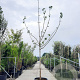 Paulownia tomentosa 200 cm stam container 20-25 leiboom