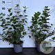 Philadelphus 'Belle Etoile' 30-40 cm 2,0L