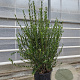 Phillyrea angustifolia 100-125 cm 30L