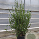 Phillyrea angustifolia 100-125 cm 30L