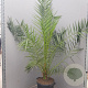 Phoenix canariensis 150-160 cm 20L