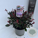 Photinia fraseri 'Little Red Robin' 30-40 cm 5,0L