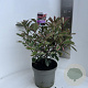 Photinia fraseri Pink Marble 40-50 cm 5,0L
