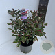 Photinia fraseri Pink Marble 40-50 cm 5,0L