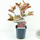 Photinia fraseri 'Red Robin' 30 cm 2,0L