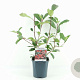 Photinia fraseri 'Red Robin' 30 cm 2,0L