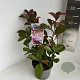 Photinia fraseri 'Red Robin' 30-40 cm P17
