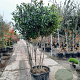 Photinia fraseri 'Red Robin' 175-200 cm cont. 130L paraplu