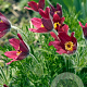 Pulsatilla vulgaris 'Rade Klokke' GM P9
