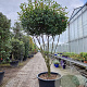 Photinia fraseri 'Robusta Compacta' 200-250 cm container 80 stam