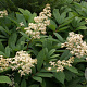 Rodgersia sambucifolia 'Mountain select' GM P9
