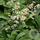 Rodgersia sambucifolia 'Rotstiel' GM P9