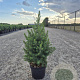 Picea gl. 'Conica' 25-30 cm 2,0L