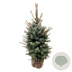 Picea pungens 'Edith' 100-125 cm met kluit extra