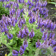 Salvia nemorosa 'Marcus' GM P9