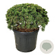 Pinus mugo 'Mumpitz' 80-100 cm cont. 110L solitair