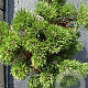 Pinus mugo pumilio 25-30 cm 3,0L