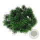 Pinus mugo pumilio 40-50 cm 6L