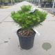 Pinus nigra Brepo 30-40 cm 10L bol