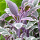 Salvia officinalis 'Tricolor' GM P9