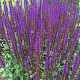 Salvia sylvestris 'Dear Anja' GM P9