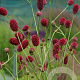 Sanguisorba officinalis 'Arnhem' GM P9