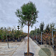Pinus pinea 180 cm stam container 20-25