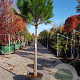Pinus pinea 180 cm stam container 20-25