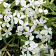 Saponaria ocymoides 'Snow Tip' GM P9