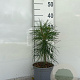 Pinus sylvestris 25-30 cm 2,0L