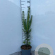 Pinus sylvestris 40-50 cm 5,0L