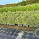 Pinus sylvestris 60-80 cm 5,0L